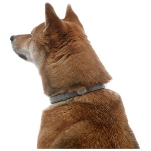 Форесто (Bayer) Ошейник для собак более 8 кг 70 см (фото modal nav 6)
