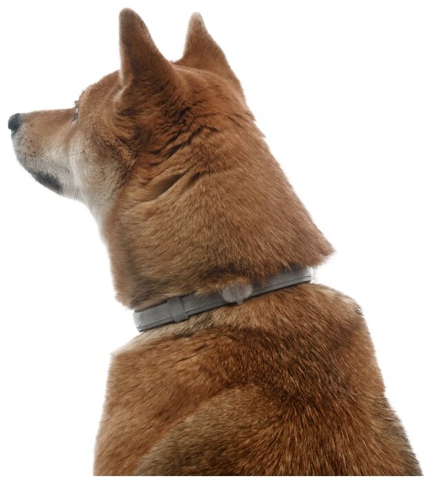 Форесто (Bayer) Ошейник для собак более 8 кг 70 см (фото modal 6)