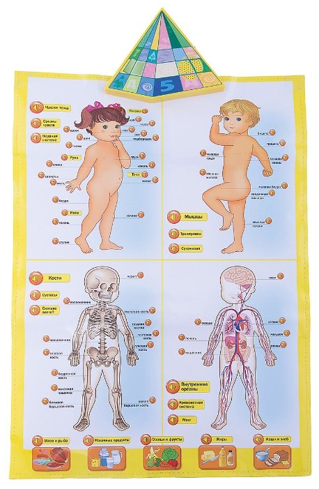 Электронный плакат Kribly Boo Говорящая анатомия (фото modal 1)