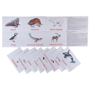 Набор карточек Маленький гений Животные Арктики и Антарктики (фото modal nav 5)