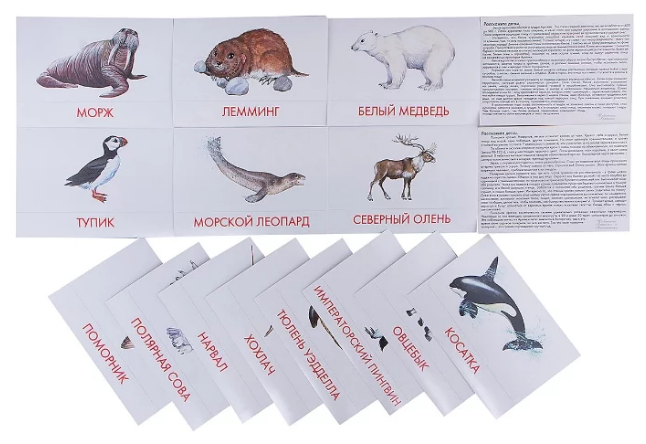 Набор карточек Маленький гений Животные Арктики и Антарктики (фото modal 5)