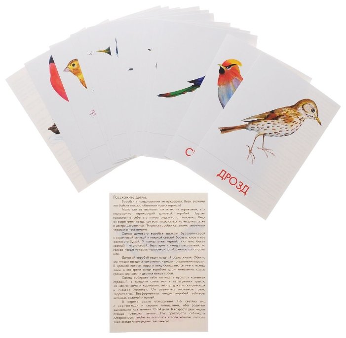Набор карточек Маленький гений Городские птицы 21x15 см 16 шт. (фото modal 2)