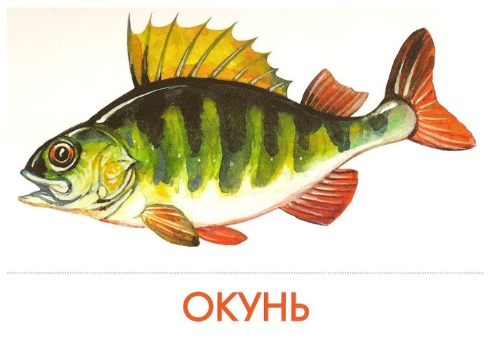 Набор карточек Маленький гений Речные рыбы 25x15 см 16 шт. (фото modal 4)