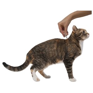 Профендер (Bayer) капли на холку для кошек от 2,5 до 5,0 кг (2 пипетки) (фото modal nav 5)