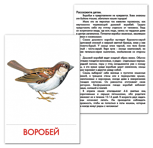 Набор карточек Маленький гений Городские птицы 21x15 см 16 шт. (фото modal 9)