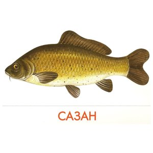 Набор карточек Маленький гений Речные рыбы 25x15 см 16 шт. (фото modal nav 3)