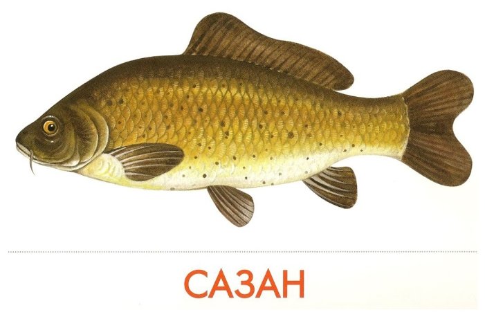 Набор карточек Маленький гений Речные рыбы 25x15 см 16 шт. (фото modal 3)