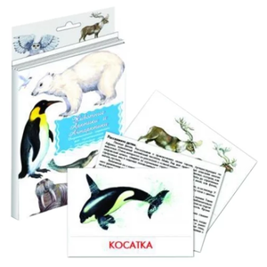 Набор карточек Маленький гений Животные Арктики и Антарктики (фото modal nav 11)
