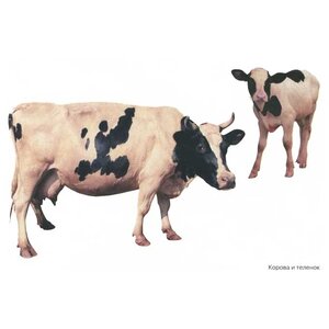 Набор карточек Мозаика-Синтез ФГОС Мир в картинках. Домашние животные 29.5x20.5 см 8 шт. (фото modal nav 2)