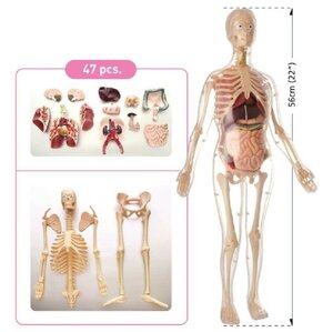 Набор для исследований Edu Toys скелет женщины (фото modal nav 1)