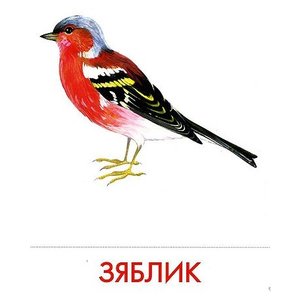 Набор карточек Маленький гений Городские птицы 21x15 см 16 шт. (фото modal nav 6)