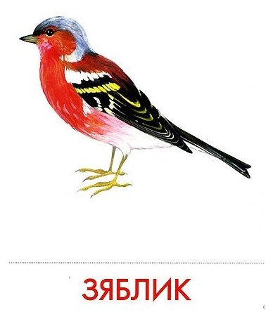 Набор карточек Маленький гений Городские птицы 21x15 см 16 шт. (фото modal 6)