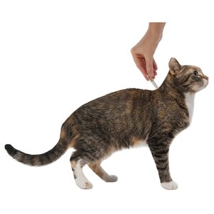 Адвантейдж (Bayer) Адвантейдж для котят и кошек до 4кг (4 пипетки) (фото modal nav 4)