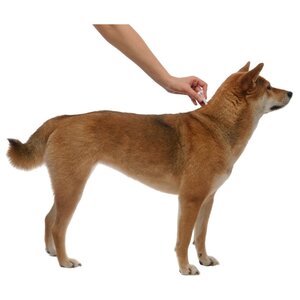 Адвантикс (Bayer) Капли на холку для собак более 25 кг (4 пипетки) (фото modal nav 6)