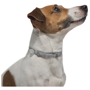 Форесто (Bayer) Ошейник для собак до 8 кг 38 см (фото modal nav 5)