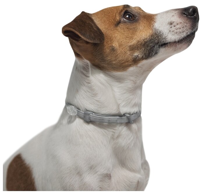 Форесто (Bayer) Ошейник для собак до 8 кг 38 см (фото modal 5)