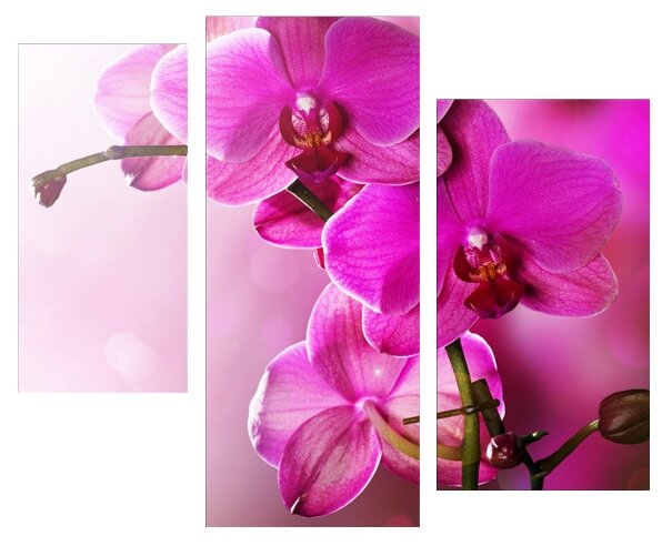 Модульная картина KARTINA style Тайна орхидеи (фото modal 1)