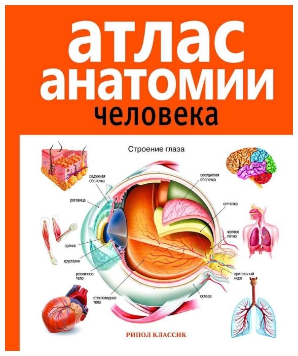 Атлас анатомии человека (фото modal 1)