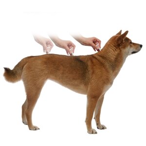 Адвантикс (Bayer) Капли на холку для собак 10–25 кг (4 пипетки) (фото modal nav 7)