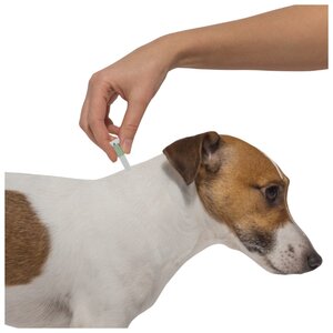Адвантикс (Bayer) Капли на холку для собак 4–10 кг (4 пипетки) (фото modal nav 6)