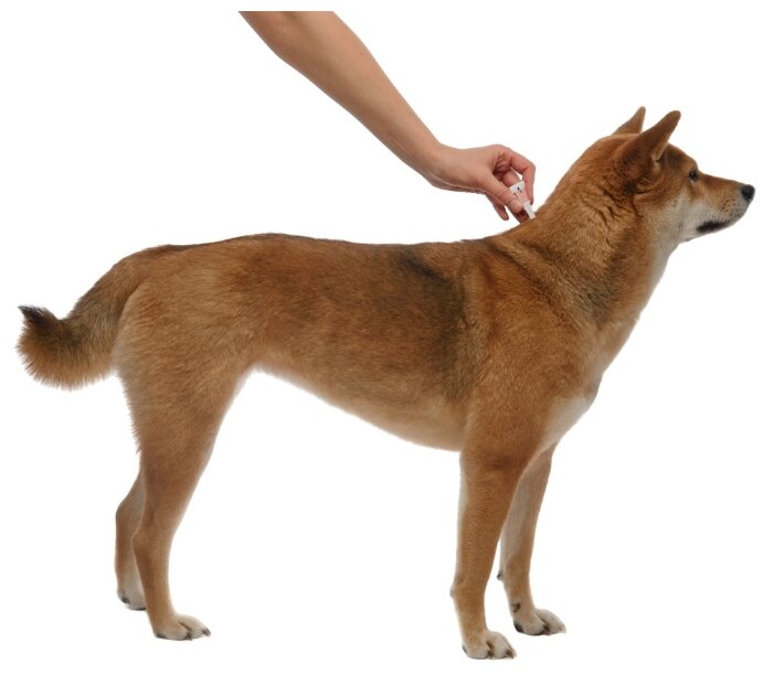 Адвантикс (Bayer) Капли на холку для собак 10–25 кг (4 пипетки) (фото modal 6)