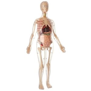 Набор для исследований Edu Toys скелет женщины (фото modal nav 2)