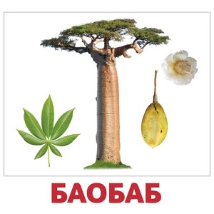 Набор карточек Агабум Деревья 20 шт. (фото modal nav 3)