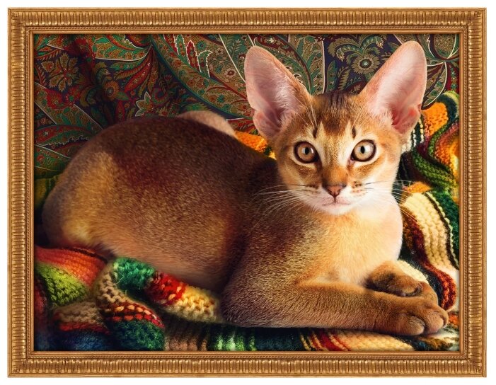 Алмазная живопись Набор алмазной вышивки Абиссинский кот (АЖ-1778) 40х30 см (фото modal 1)