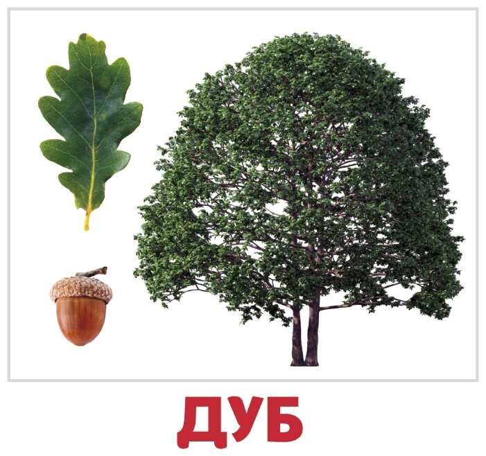 Набор карточек Агабум Деревья 20 шт. (фото modal 1)