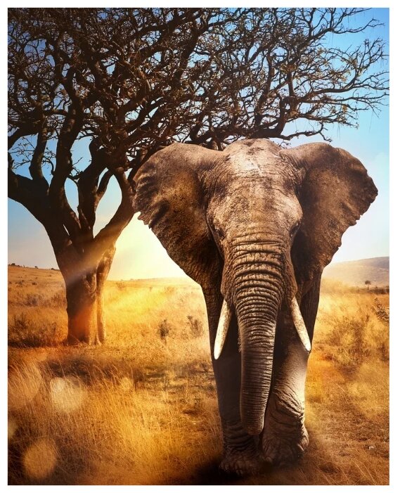 Алмазная живопись Набор алмазной вышивки Африканский слон (АЖ-1783) 40х50 см (фото modal 2)