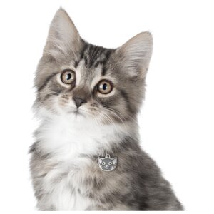 Адресник my family Европейская короткошерстная кошка (MF37) (фото modal nav 4)
