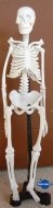 Набор для исследований Edu Toys Мини скелет (фото modal nav 3)