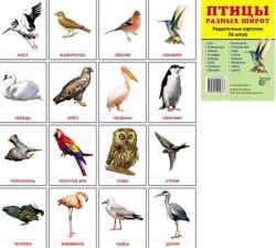 Птицы различных широт. Раздаточные карточки (16 штук) (фото modal nav 1)
