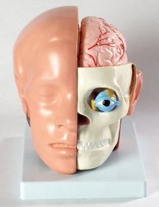 Набор для исследований Нескучные игры Голова человека с (фото modal nav 1)