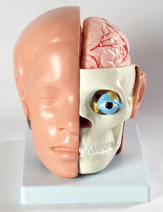 Набор для исследований Нескучные игры Голова человека с (фото modal 1)
