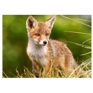 Пазл Castorland Little Fox on the Meadow (B-27354), 260 дет. (фото modal nav 2)