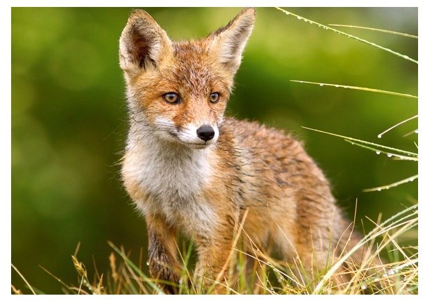 Пазл Castorland Little Fox on the Meadow (B-27354), 260 дет. (фото modal 2)