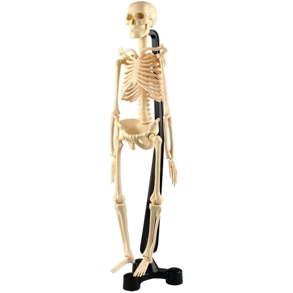 Набор для исследований Edu Toys Мини скелет (фото modal 1)