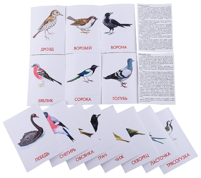 Набор карточек Маленький гений Городские птицы 21x15 см 16 шт. (фото modal 3)