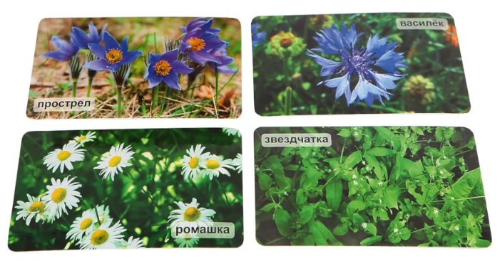 Набор карточек Умница Мир на ладошке. На цветочной полянке 18x10 см 24 шт. (фото modal 5)