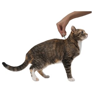 Профендер (Bayer) капли на холку для кошек от 0,5 до 2,5 кг (2 пипетки) (фото modal nav 5)
